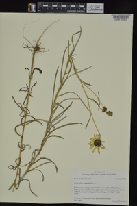 Helianthus angustifolius image