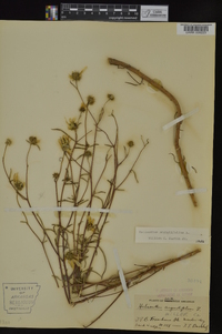 Helianthus angustifolius image