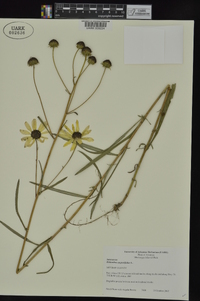 Helianthus angustifolius image