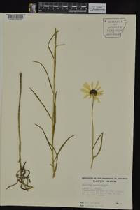 Helianthus angustifolius image