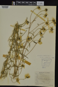 Helianthus angustifolius image