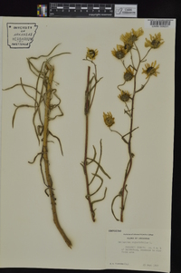 Helianthus angustifolius image