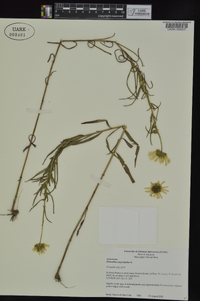 Helianthus angustifolius image