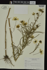 Helianthus angustifolius image