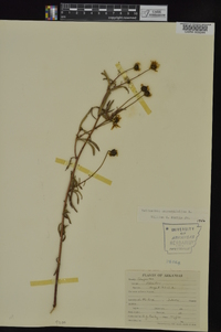 Helianthus angustifolius image