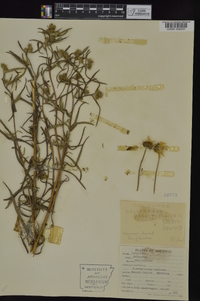 Helianthus angustifolius image