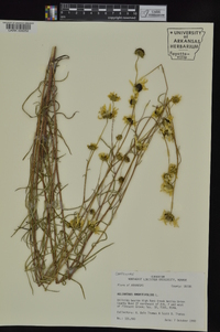 Helianthus angustifolius image