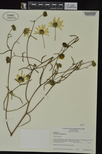 Helianthus angustifolius image