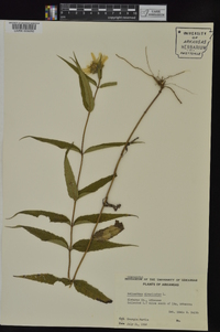 Helianthus divaricatus image