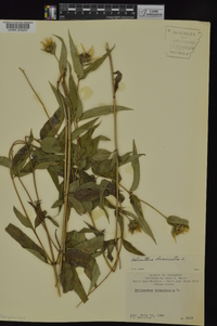 Helianthus divaricatus image