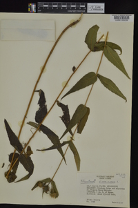 Helianthus divaricatus image