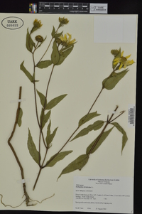 Helianthus divaricatus image