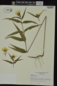 Helianthus divaricatus image