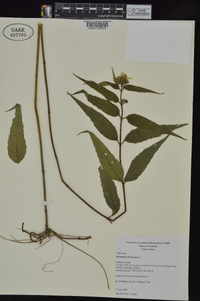 Helianthus divaricatus image