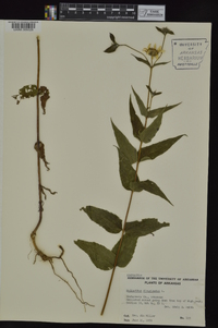 Helianthus divaricatus image