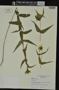 Helianthus divaricatus image