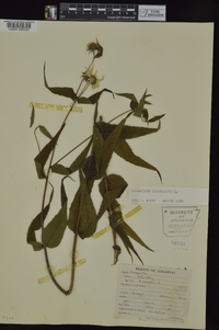 Helianthus divaricatus image