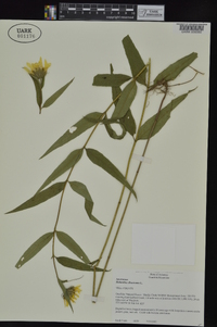 Helianthus divaricatus image