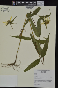 Helianthus divaricatus image