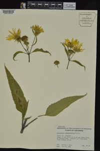 Helianthus grosseserratus image