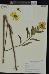 Helianthus grosseserratus image