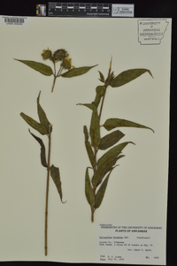 Helianthus hirsutus image