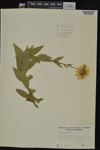 Helianthus mollis image