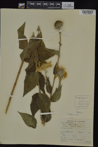 Helianthus mollis image