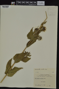 Helianthus mollis image