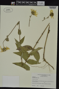 Helianthus mollis image