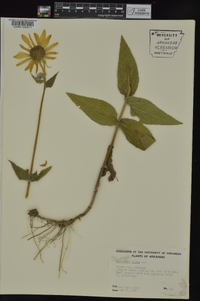 Helianthus mollis image