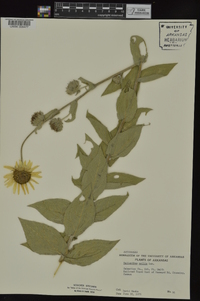 Helianthus mollis image