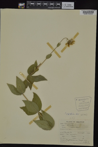 Helianthus mollis image