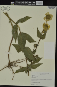 Helianthus mollis image