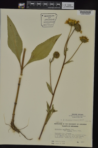 Helianthus pauciflorus image