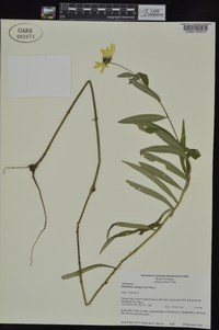 Helianthus simulans image