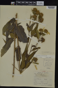 Helianthus strumosus image