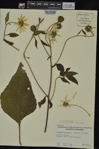 Helianthus strumosus image