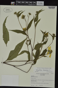 Helianthus strumosus image