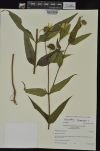 Helianthus strumosus image