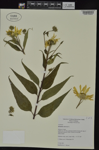 Helianthus tuberosus image