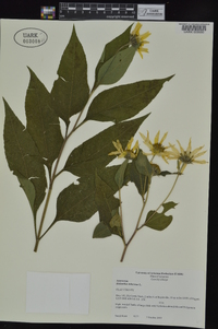 Helianthus tuberosus image