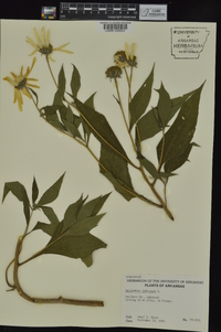 Helianthus tuberosus image