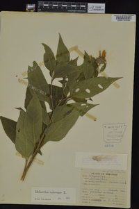 Helianthus tuberosus image