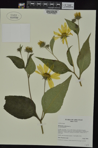 Helianthus tuberosus image