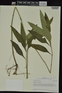 Helianthus tuberosus image