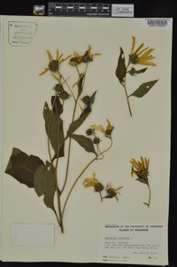 Helianthus tuberosus image