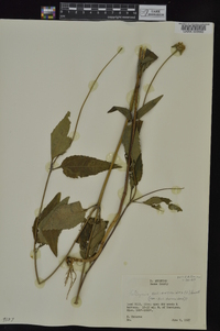 Heliopsis helianthoides var. helianthoides image