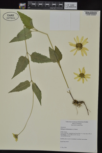 Heliopsis helianthoides var. scabra image