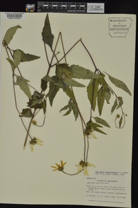 Heliopsis helianthoides var. scabra image